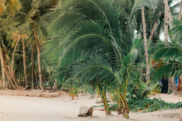 Comment explorer les traditions culinaires de la Sicile, Italie?